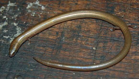 Image of Linnaeus' Writhing Skink