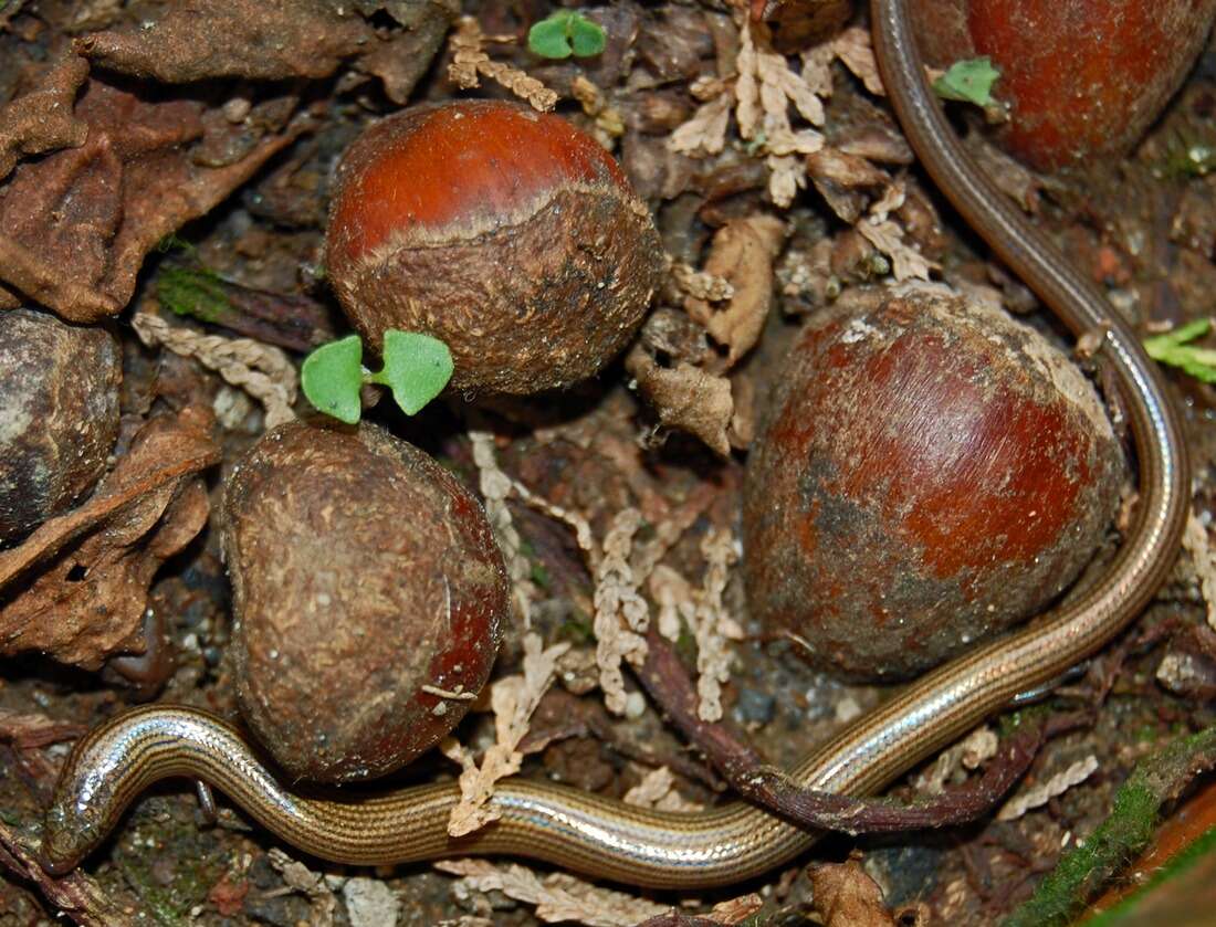 Image of Linnaeus' Writhing Skink