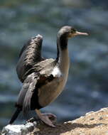 Image of Spotted Shag