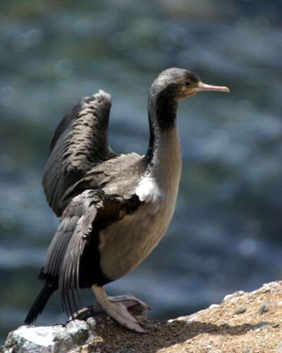 Image of Spotted Shag