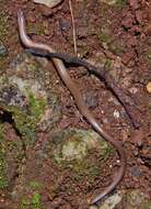 Image of Linnaeus' Writhing Skink