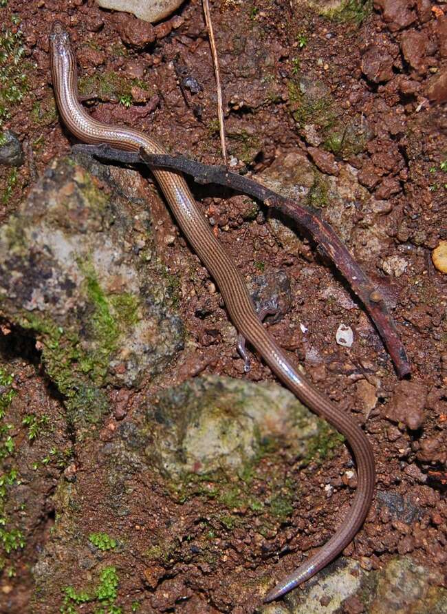 Image of Linnaeus' Writhing Skink