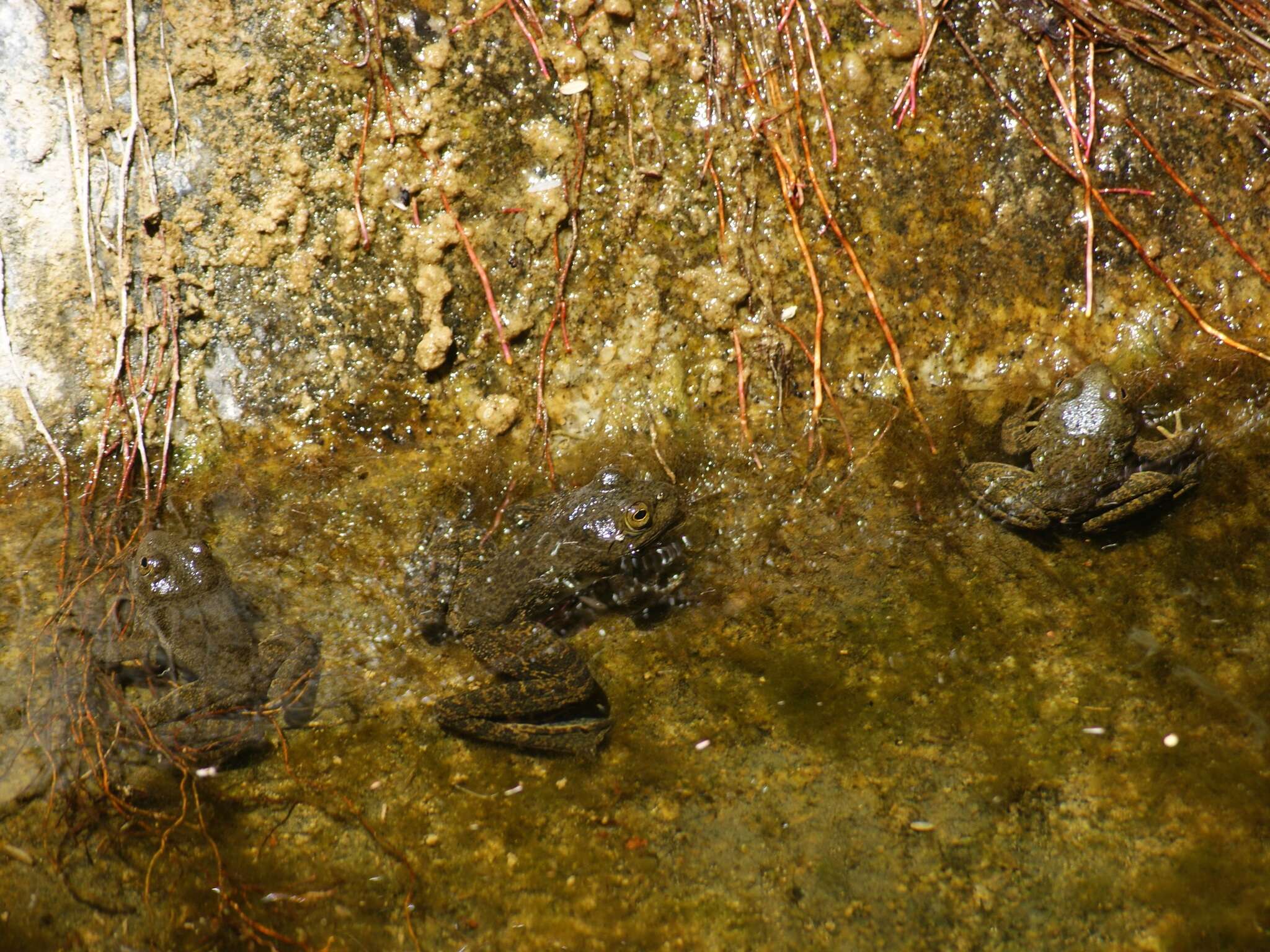 Image of Tarahumara Frog