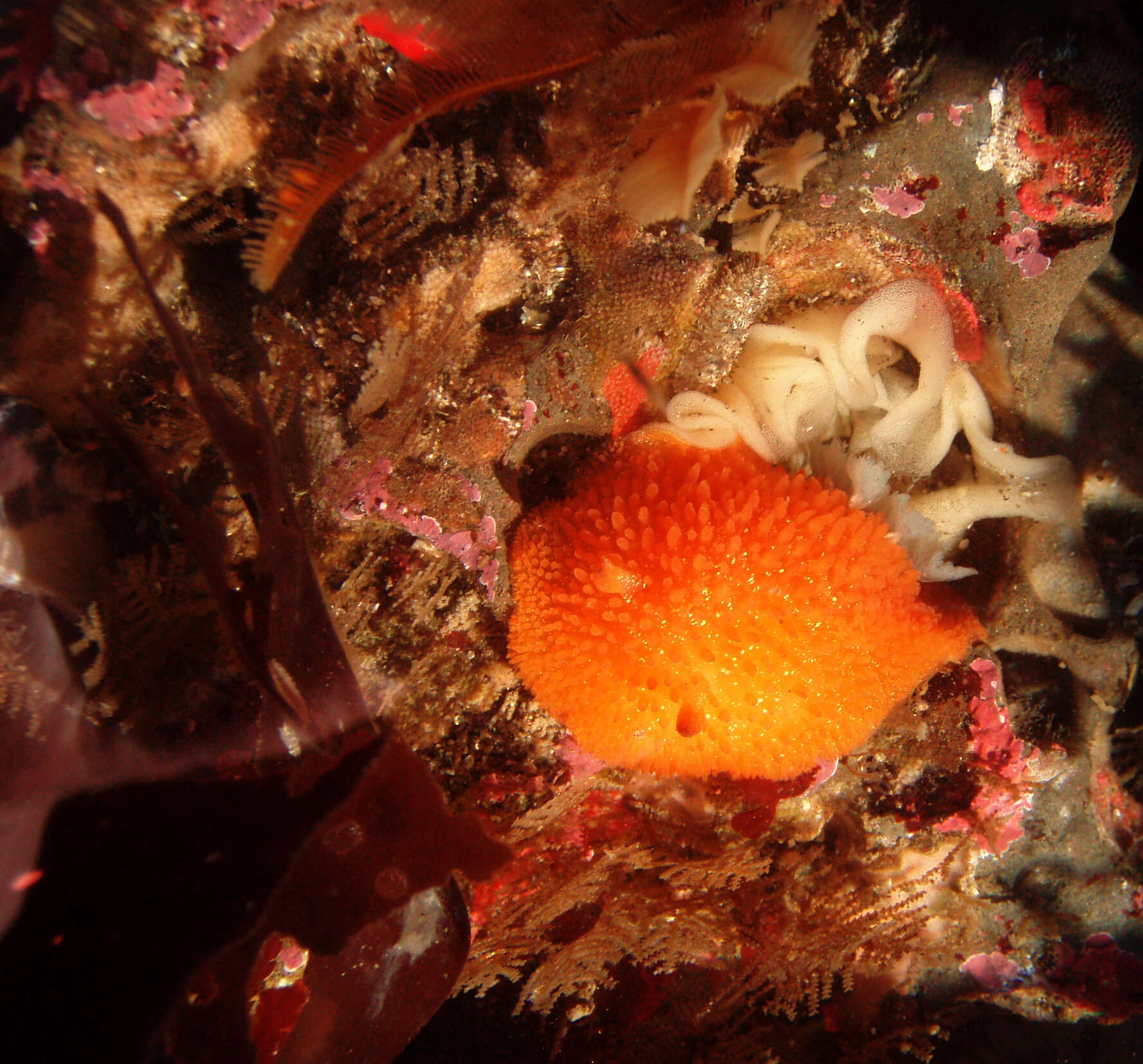 Image of Orange-peel doris