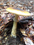 Image of Amanita augusta Bojantchev & R. M. Davis 2013