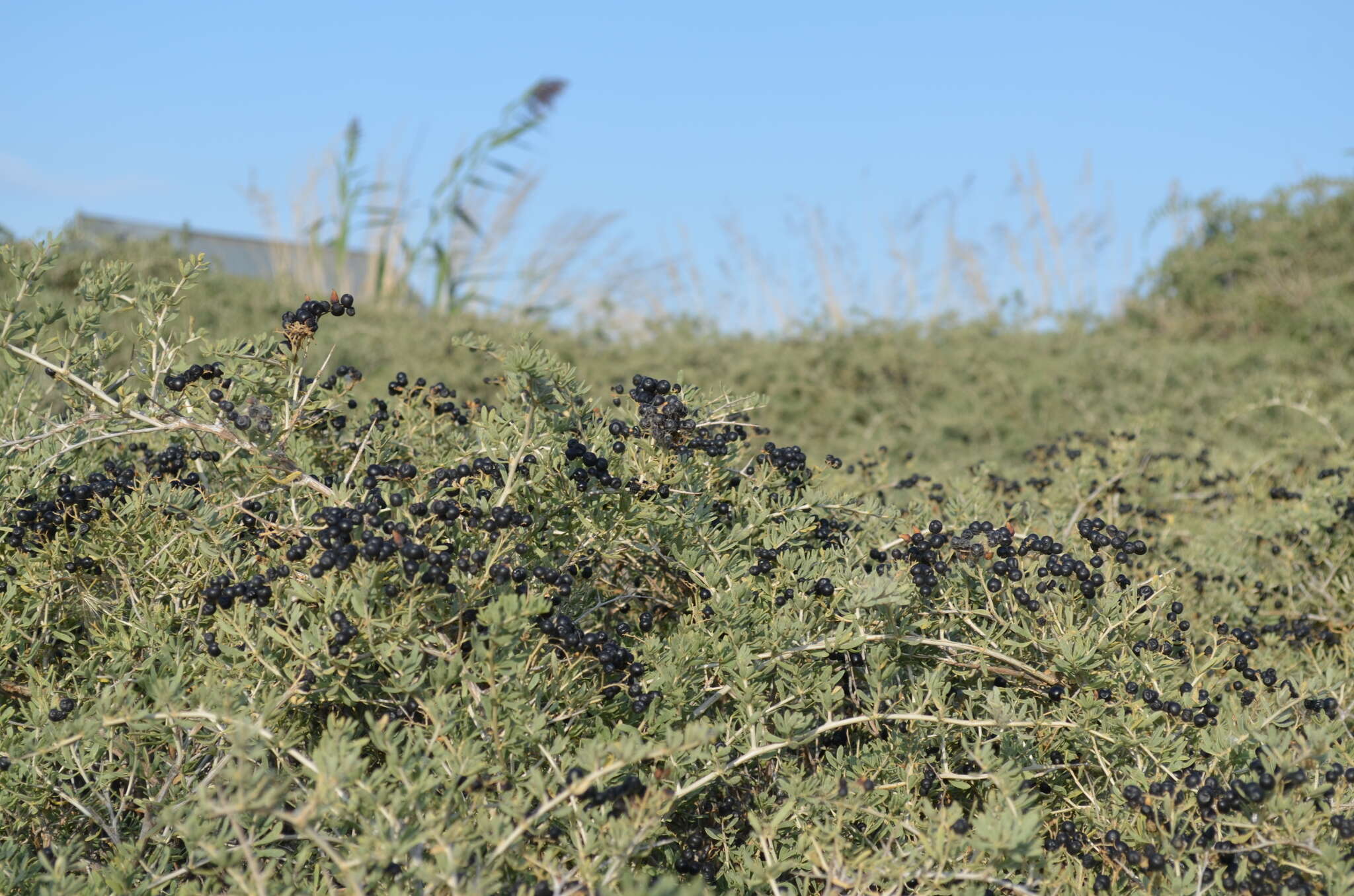 Image of Nitraria sibirica (DC.) Pall.