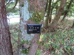 Image of Northern Japanese Hemlock