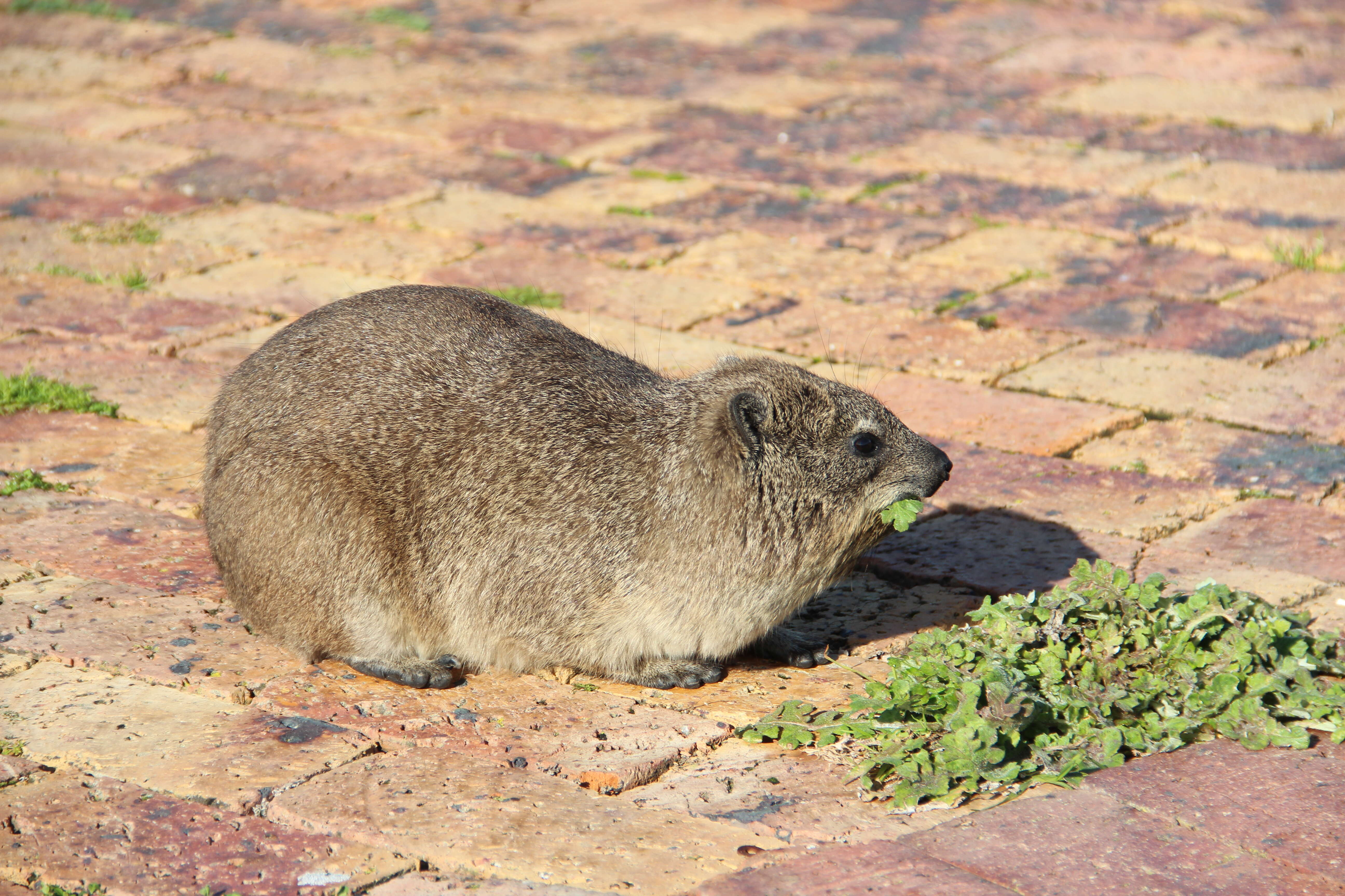 Image of Rock Hyrax