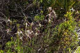 Image of Caladenia nobilis Hopper & A. P. Br.