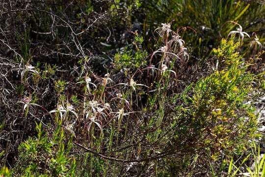 Image of Caladenia nobilis Hopper & A. P. Br.