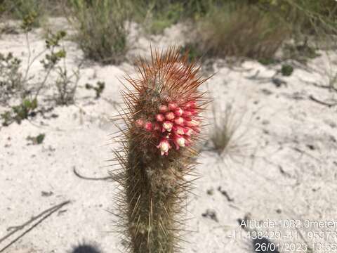 Image of Micranthocereus flaviflorus Buining & Brederoo