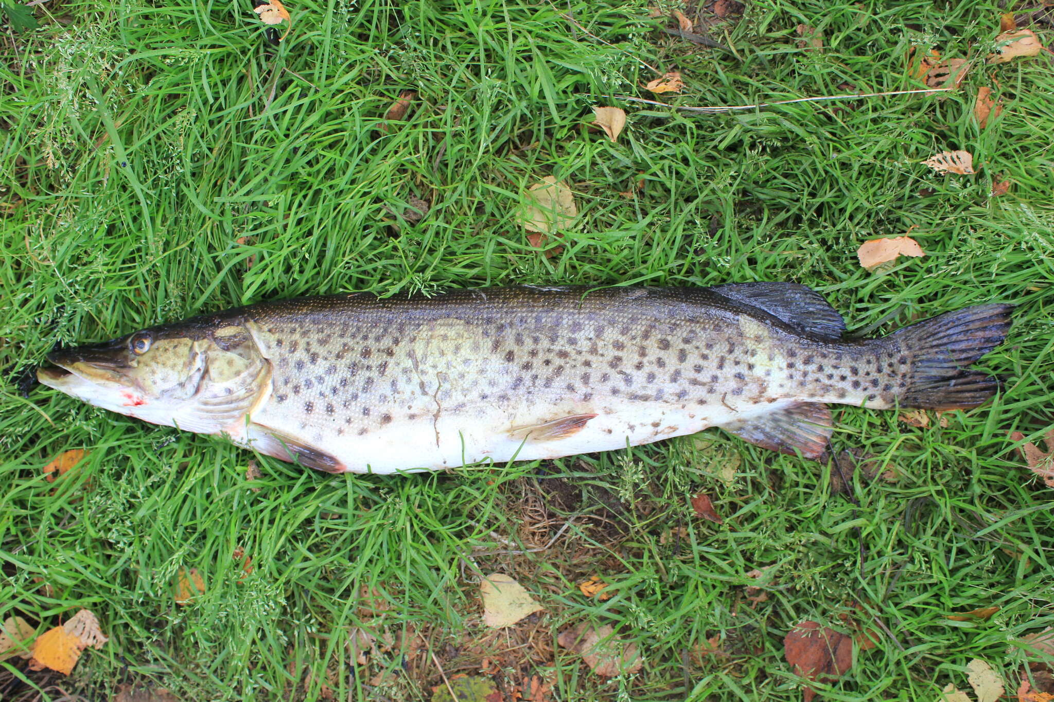 Image of Amur pike