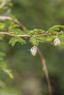 Image of Alantsilodendron alluaudianum (R. Vig.) Villiers