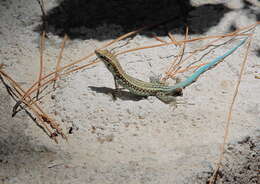 Image of Lacerta oertzeni