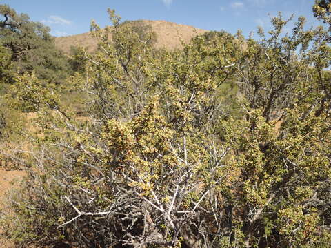 Image of desert bitterbrush