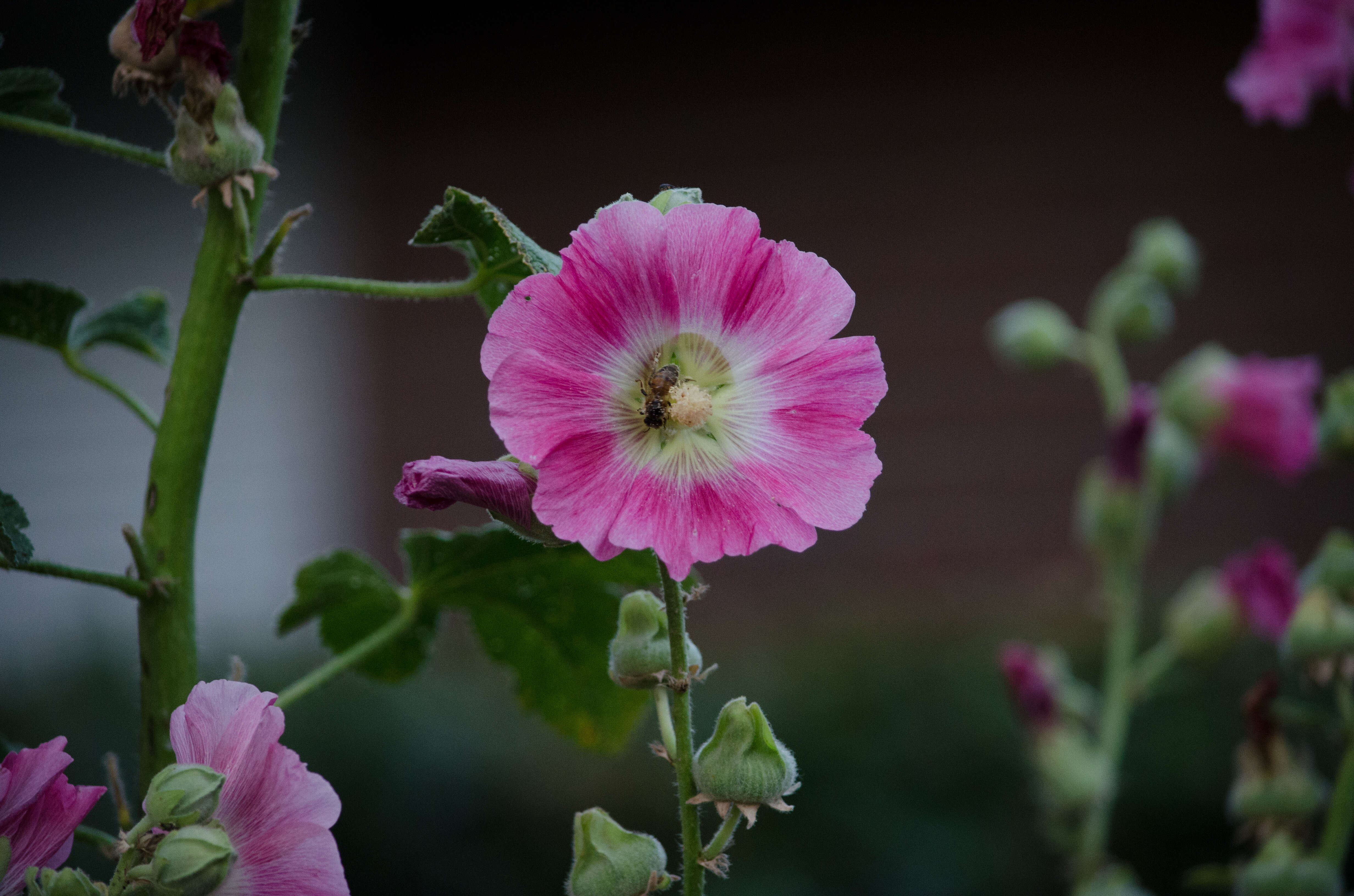 Image of hollyhock