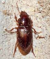 Sivun Harpalus (Harpalus) gravis Le Conte 1858 kuva