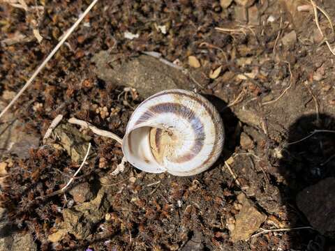 Image of Caucasotachea vindobonensis (C. Pfeiffer 1828)