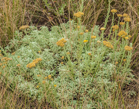 Image of Helichrysum callicomum Harv.