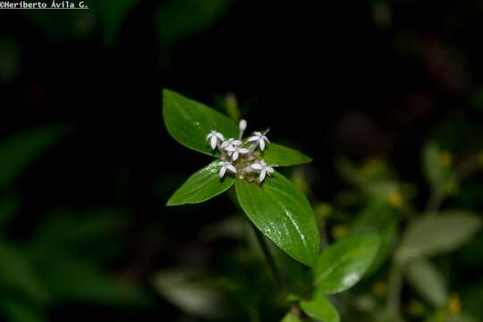 Image of Crusea longiflora (Roem. & Schult.) W. R. Anderson