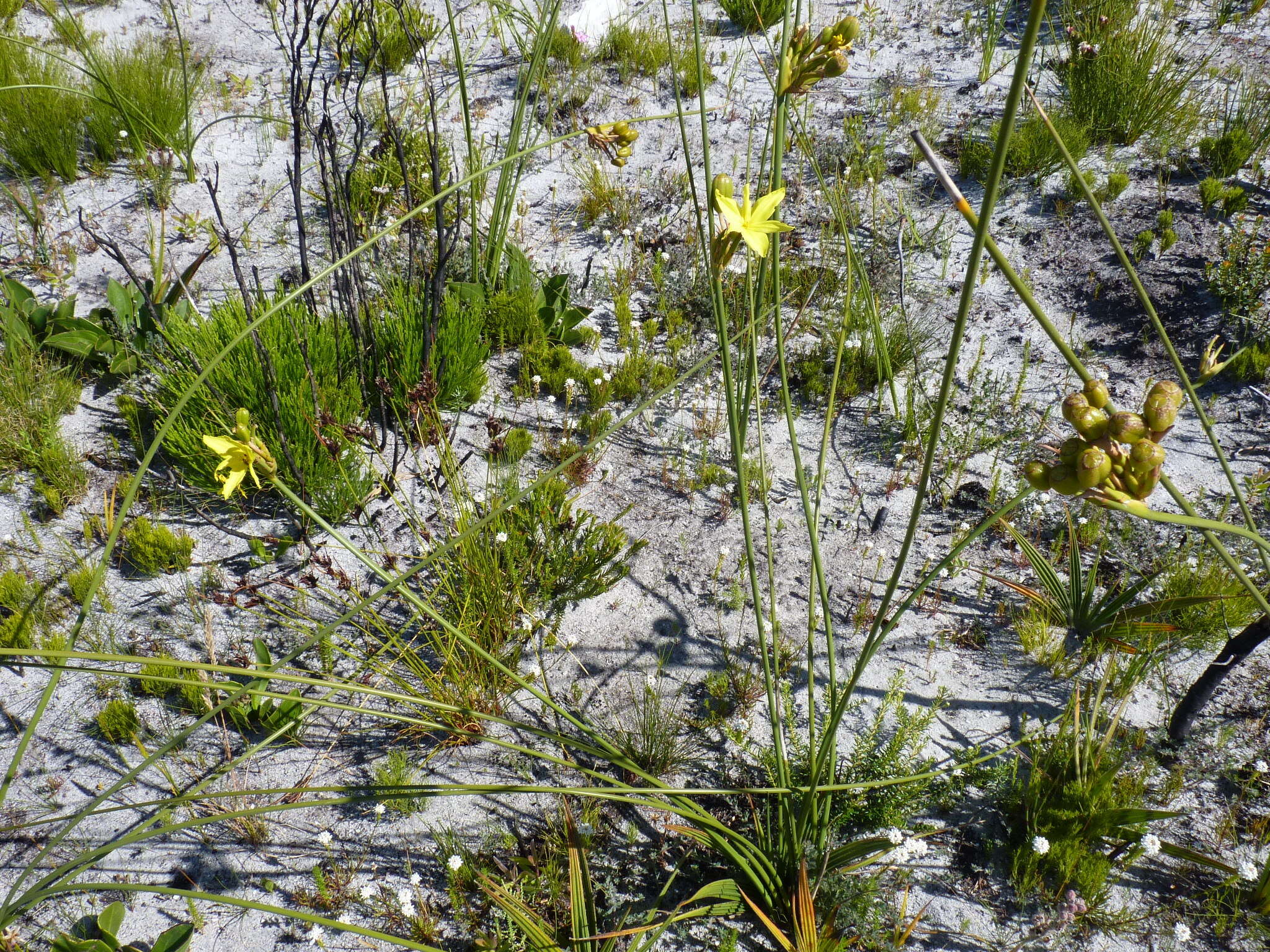 Слика од Bobartia longicyma Gillett