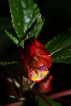 Impatiens bicaudata H. Perrier resmi