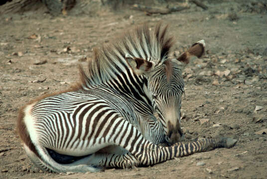 Image of Grevy's Zebra