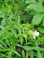 Image of Silene procumbens Murr.