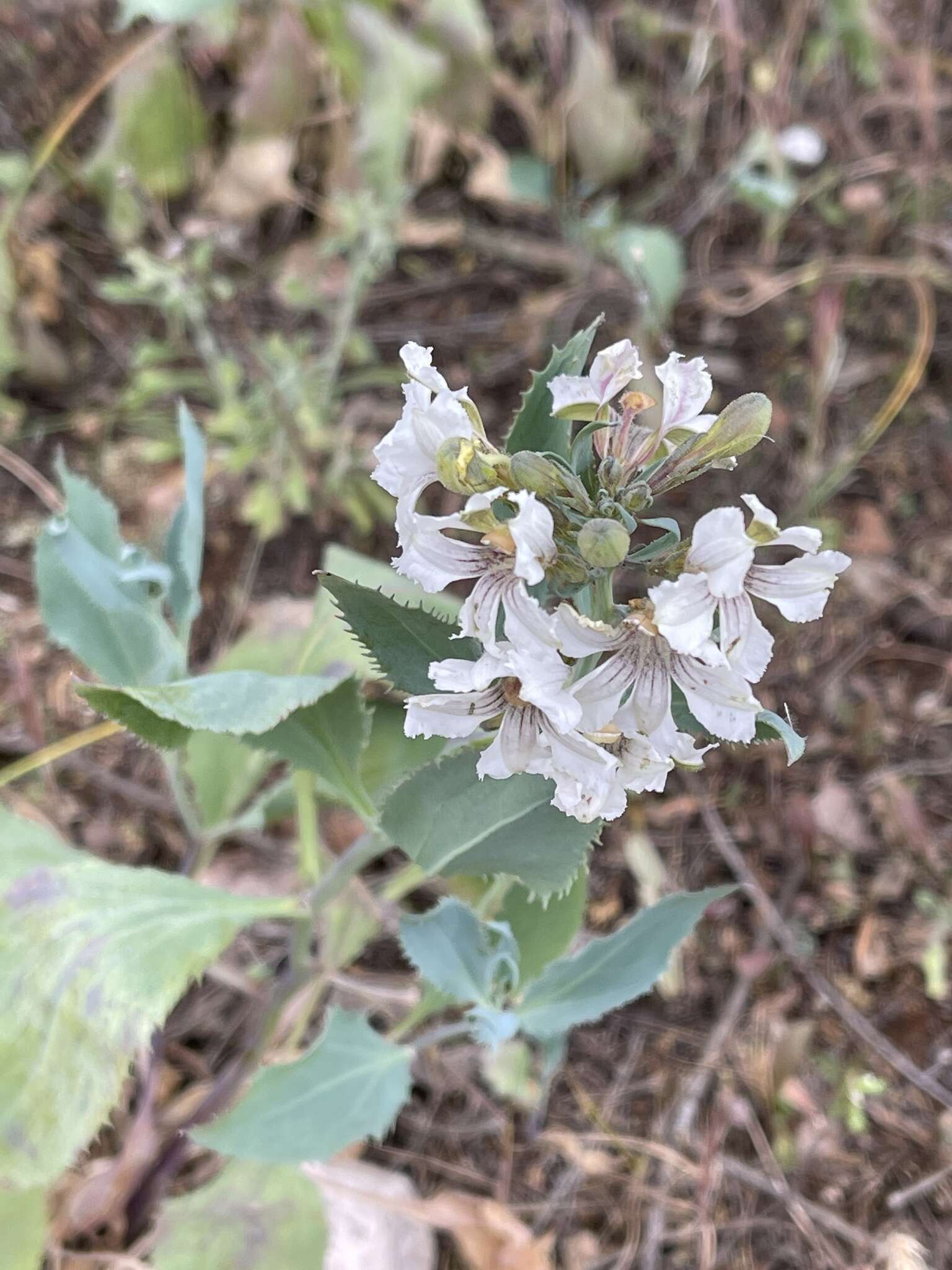 Image of Goodenia albiflora Schltdl.