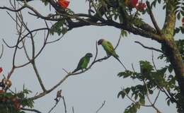 Image of Long-tailed Parakeet