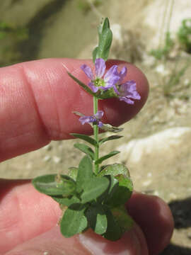 Image de Lythrum ovalifolium Engelm. ex A. Gray