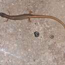 Image of Southern Weasel Skink