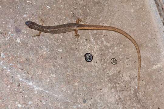Image of Southern Weasel Skink
