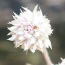 Image of Gomphrena leptoclada subsp. saxosa J. Palmer