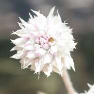 Gomphrena leptoclada subsp. saxosa J. Palmer的圖片