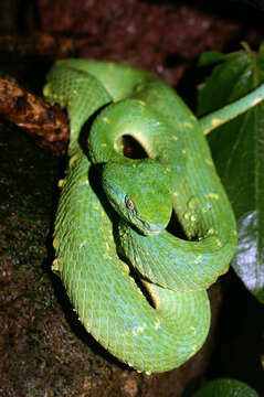 Image of Coffee Palm Viper