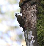 Image of Yellow-crested Woodpecker