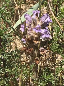 Image of Phelipanche arenaria (Borkh.) Pomel