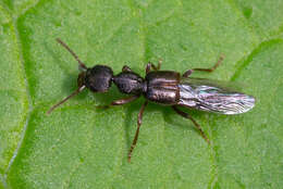 Image de Rugilus (Rugilus) rufipes Germar 1836