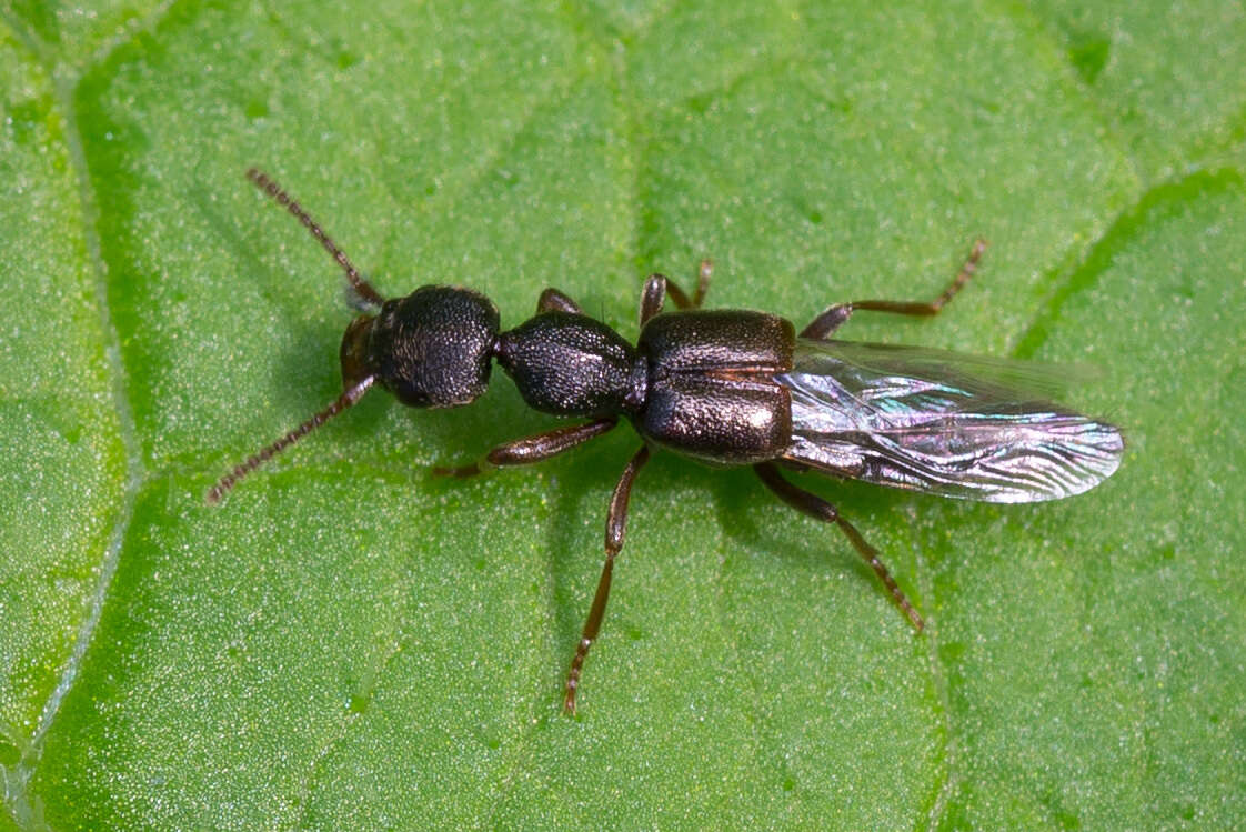 Plancia ëd Rugilus (Rugilus) rufipes Germar 1836