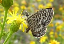 Image of Lang's Short-tailed Blue