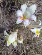 Image of Freesia andersoniae L. Bolus