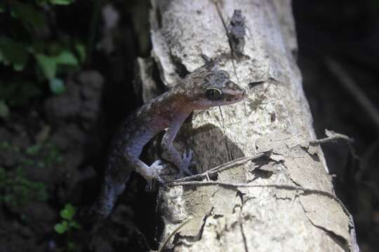 Image of Cyrtodactylus semiadii Riyanto, Bauer & Yudha 2014