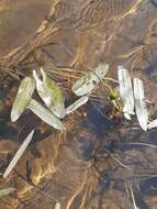 Image of Sagittaria natans Pall.