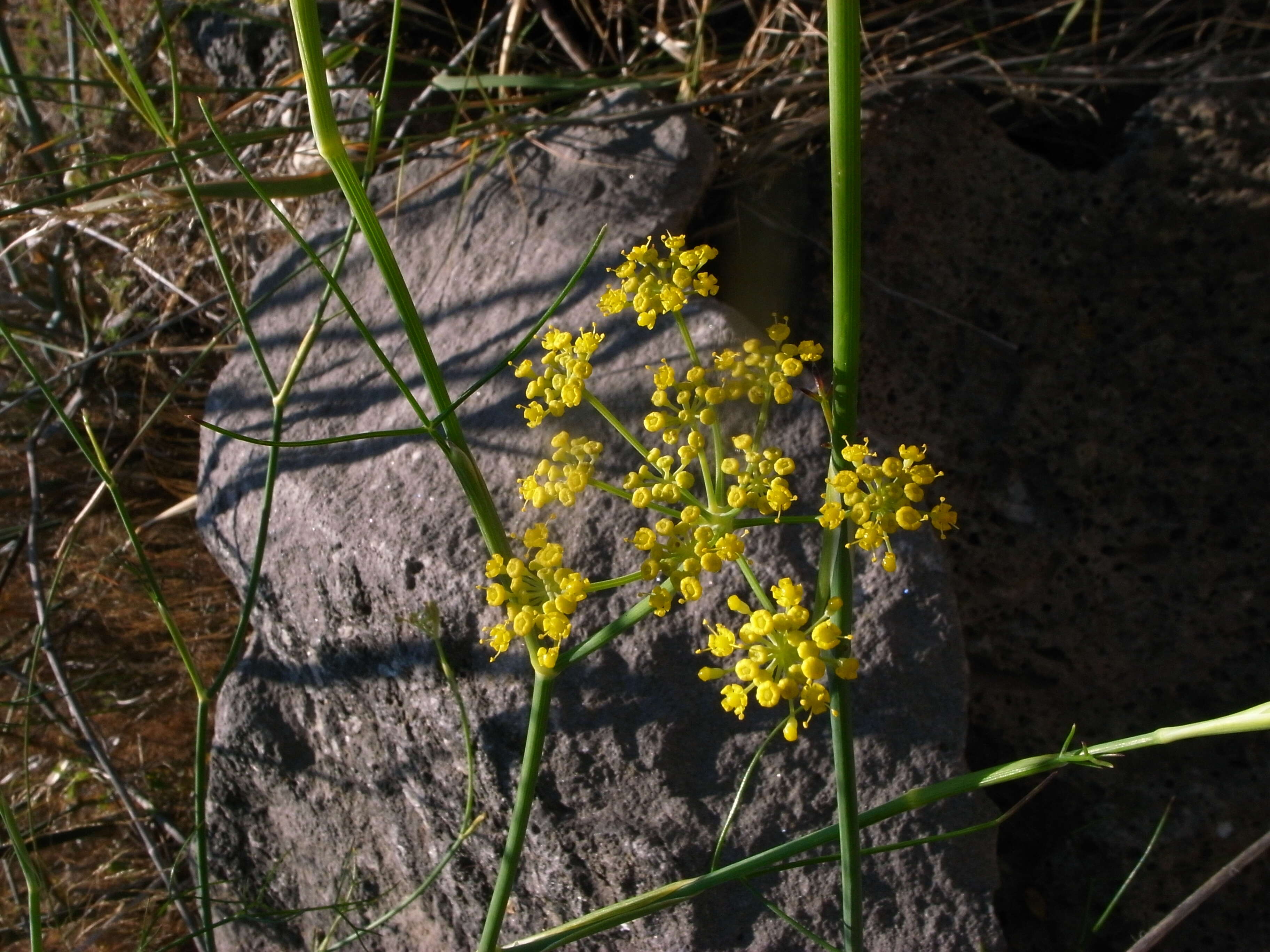 Image of fennel