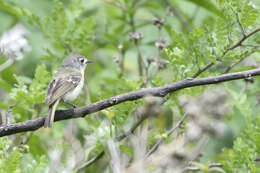 Слика од Vireo nelsoni Bond & J 1934