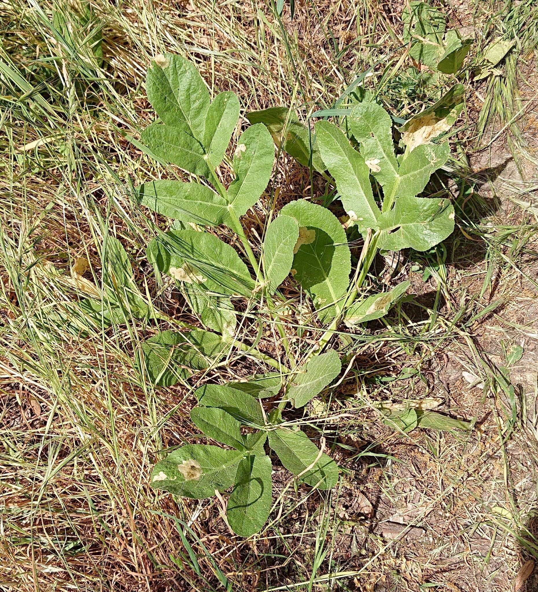 Image of Magydaris panacifolia (Vahl) Lange