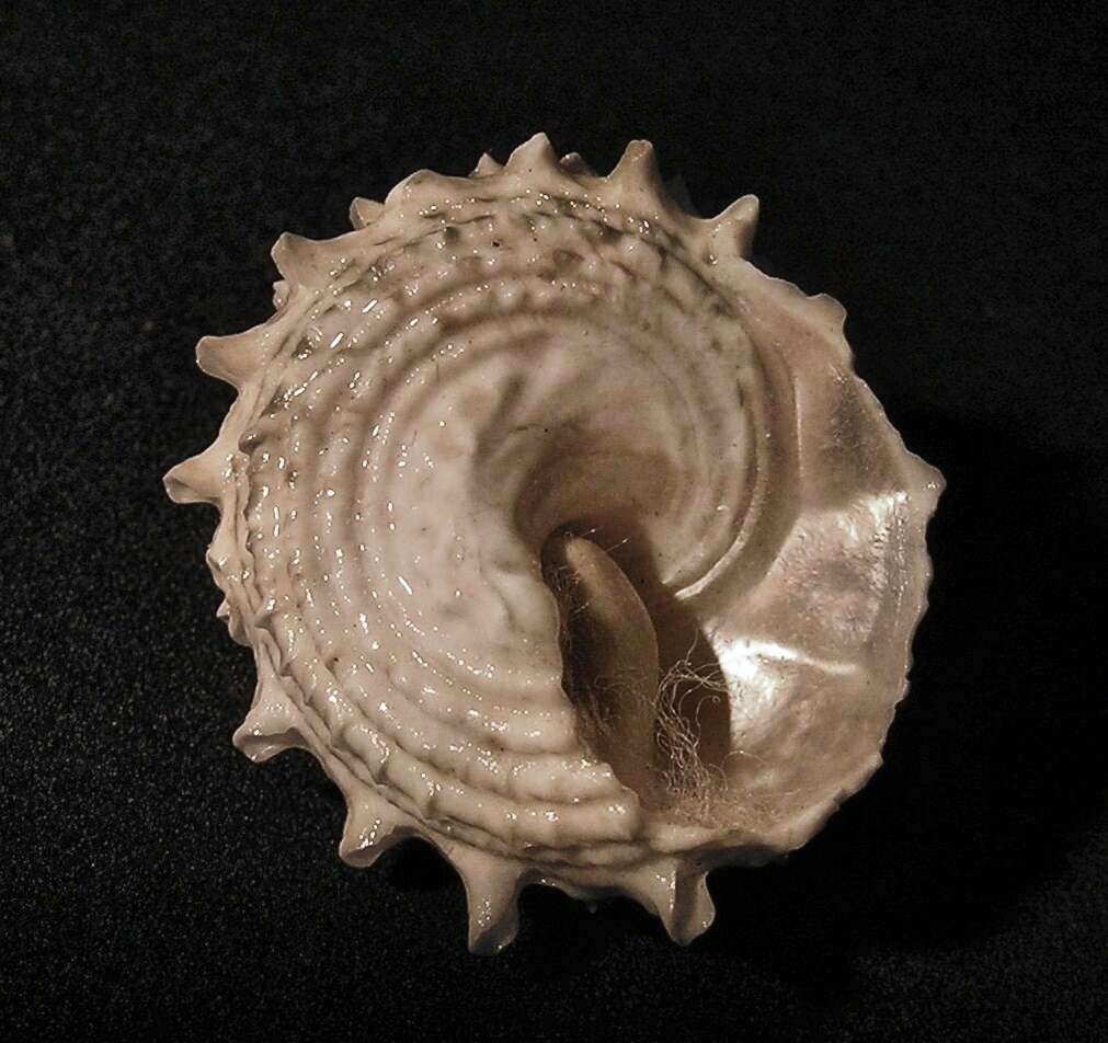 Image of carved starsnail