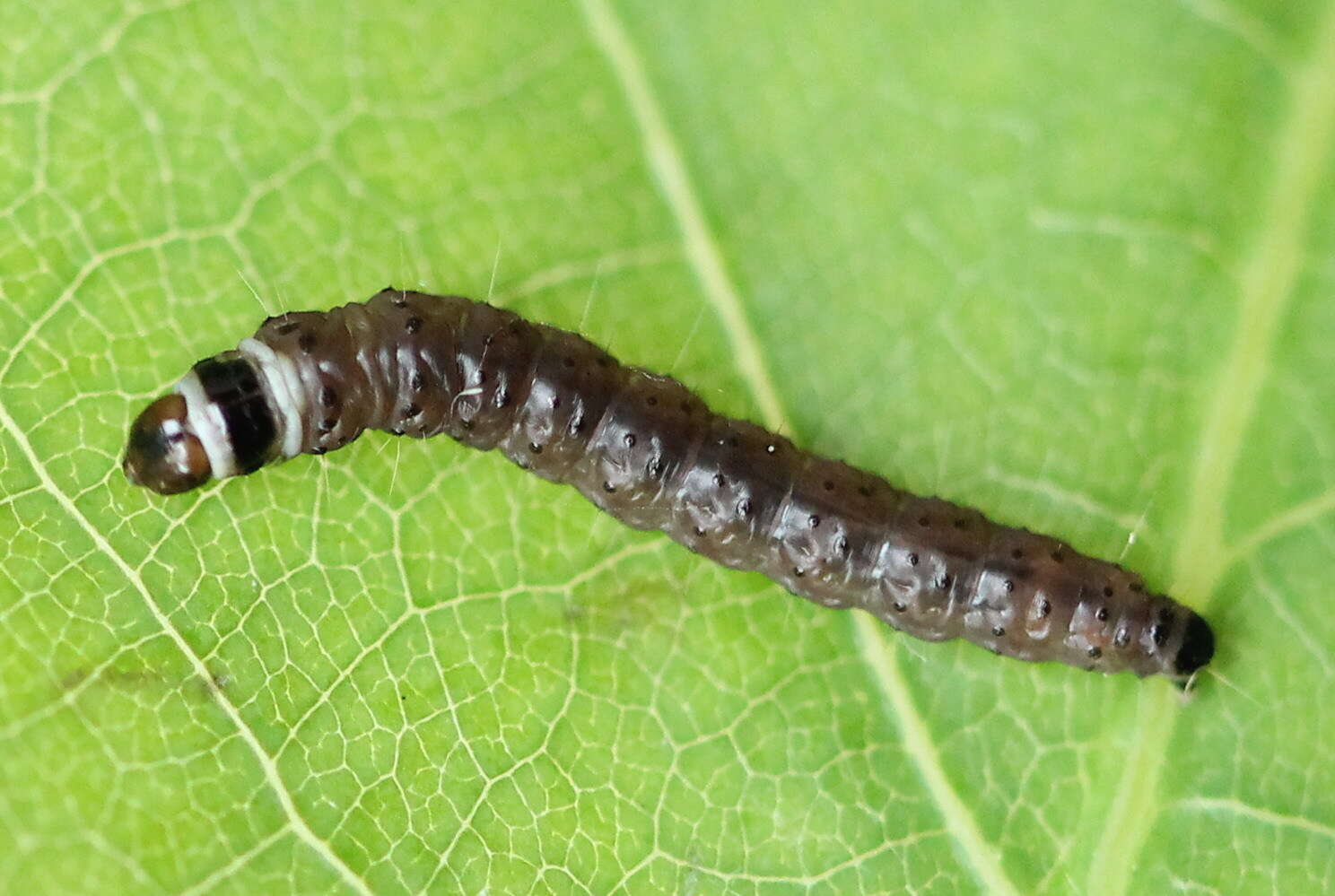 Image of Anacampsis timidella Wocke 1887