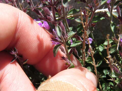 Plancia ëd Hedeoma nana (Torr.) Briq.